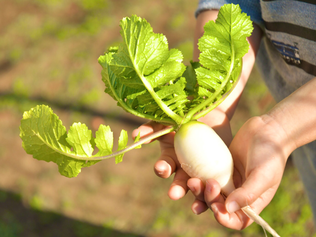 野菜の栽培